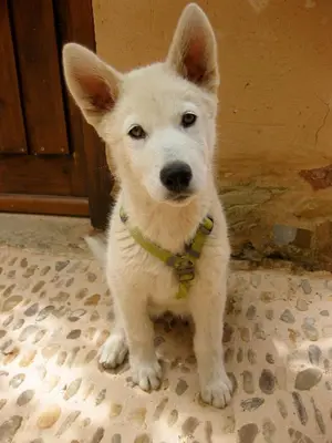 a white dog with a green collar sitting on the floor at Casa Rural Las Águedas in Murias de Rechivaldo