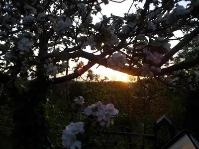 a tree with white flowers on it with the sunset in the background at Casa de Sixto in Paderne