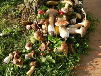 a bunch of mushrooms sitting on the grass at Casa de Sixto in Paderne