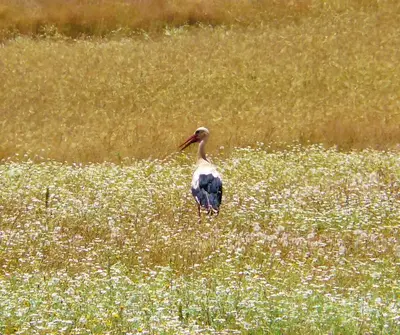 a bird standing in a field of flowers at Hotel Rural La Veleta in Murias de Rechivaldo