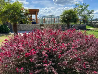 a bush of pink flowers with a building in the background at Casa de Fares in A Estrada