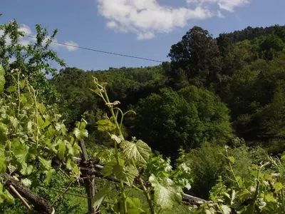 a view of a forest filled with trees at Casa en Viñoas (Ribeira Sacra) in Viñoás