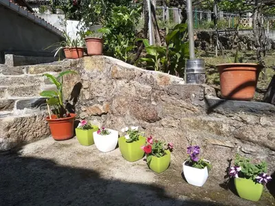 a group of potted plants sitting next to a stone wall at Casa en Viñoas (Ribeira Sacra) in Viñoás