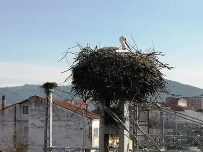a bird sitting in a nest on top of a building at Apartamento Lemavos in Monforte de Lemos