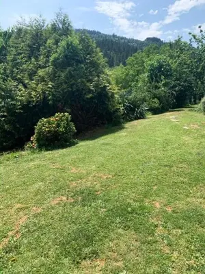 a field of grass with trees in the background at FINCA SALVADOR in Baralla