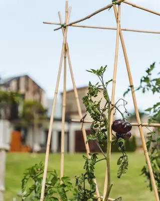 a tomato plant is growing in a garden at La Isla de Próspero in Tapia de Casariego