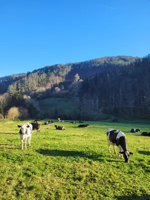 a group of cows grazing in a field of grass at Casa el Fanoso in Luarca