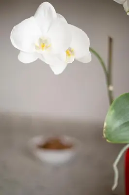 a white orchid sitting on top of a table at Apartamento Rosaleda in Melide