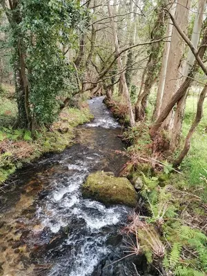 a stream in the middle of a forest with trees at Casa Cástor O Valadouro Galicia in Alaje