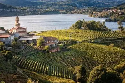 an aerial view of a vineyard with a church and water at Duplex Familiar in Ribadavia