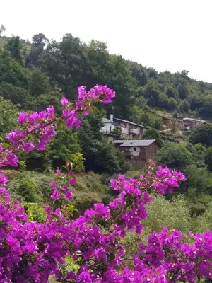 a bunch of purple flowers on a hill with houses at Ribera Sacra ( apartamento Rural ) in Ferreira de Panton
