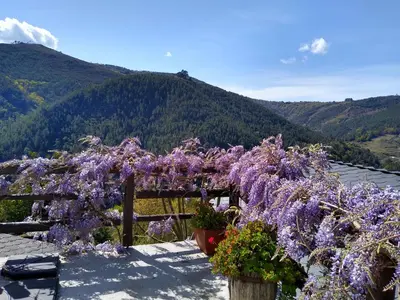 a bunch of purple flowers on a fence at Ribera Sacra ( apartamento Rural ) in Ferreira de Panton