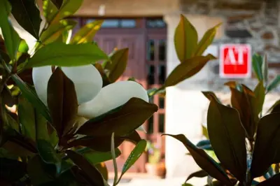 a plant with green leaves in front of a building at Vieiro Verde in Vieiro