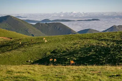 a group of animals grazing on a grassy hill at Casa Serafo in Saliencia