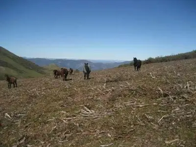 a group of animals standing in a field at Apartamentos Valdecarzana Senda del Oso in San Martín