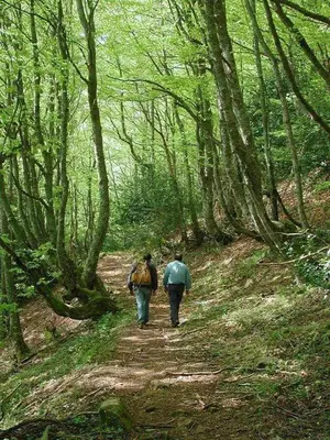 two people walking down a path in the woods at Apartamentos Valdecarzana Senda del Oso in San Martín