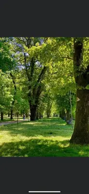 a park with trees and green grass and a tree at Carmen in Caldas de Reis