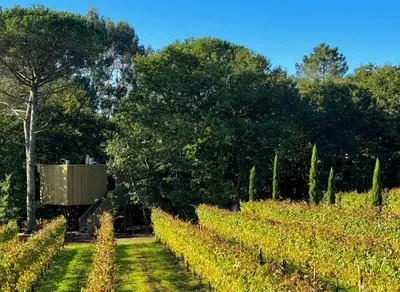 a field of vines with trees in the background at Cabañas Enoturismo María Manuela in Pousada