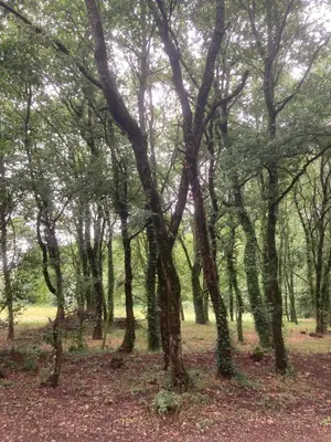 a group of trees in a wooded area at Camping Vila de Sarria in Sarria