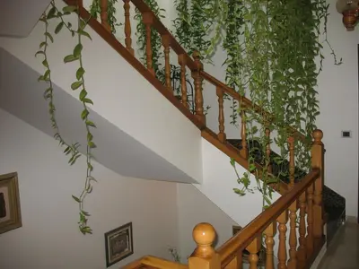 a plant growing up the side of a staircase at Hotel A Veiga in Samos