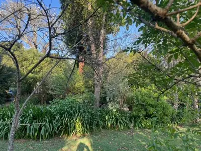 a group of trees and plants in a forest at Casa Do Bosque in Cabañas