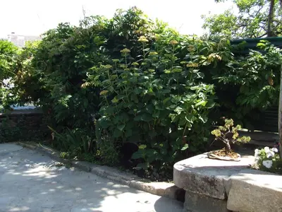 a hedge with a plant with yellow flowers on it at Obradoiro in Sarria