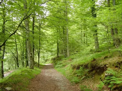 a dirt road in a forest with trees at Apartamentos Rurales Casa Baltasar in Monasterio De Hermo