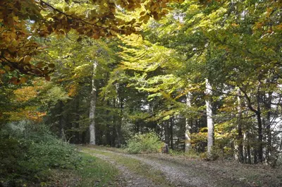 a dirt road in the middle of a forest at Apartamentos Rurales Casa Baltasar in Monasterio De Hermo