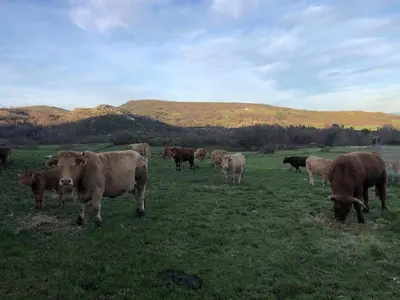 a herd of cows grazing in a field at A Casa do Chico in Ourense