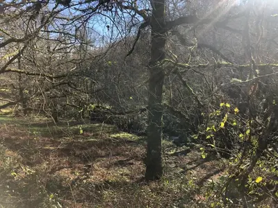 a tree in the middle of the woods at A Casa do Chico in Ourense