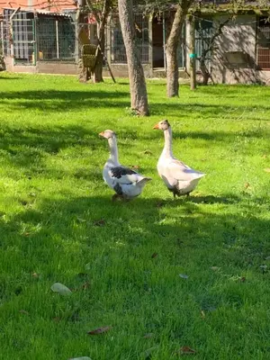 two ducks walking in the grass in a park at Cabaña - A Pastoriza - Lugo in Baltar