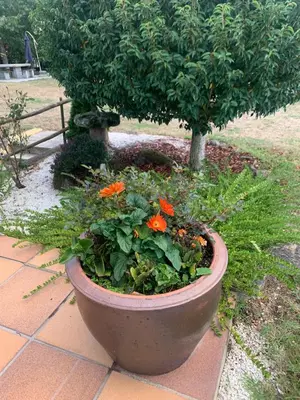 a large pot with a tree and flowers in it at A PORTELA - Pereiro de Aguiar in Covas