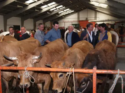 a group of people standing around a group of cows at Pension Casa Manolo in Fonsagrada