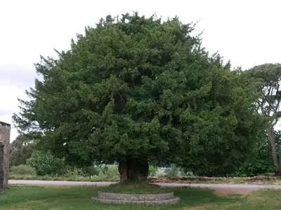 a large tree in the middle of a field at Pension Casa Manolo in Fonsagrada