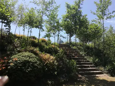 a set of stairs in a garden with trees at Alojamiento Camiño Real in Sigüeiro
