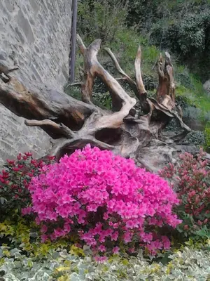 a bunch of pink flowers in front of a tree branch at O Paxar in Samos