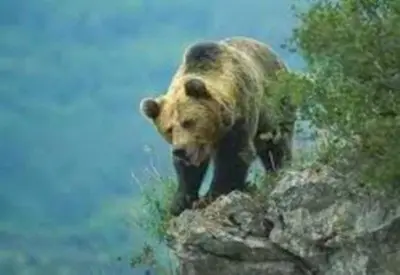 a brown bear walking on a rock near the water at zentralclub apartamento El Nido de Somiedo in Santiago del Hermo