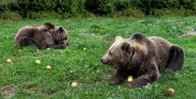 two brown bears laying in the grass in a field at zentralclub apartamento El Nido de Somiedo in Santiago del Hermo