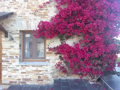 a bunch of pink flowers on the side of a building at Casa Crisanta in Lomba