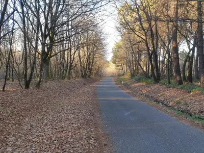 an empty road with trees on either side at Casa Rural Rectoral Santa Baia in Boimorto