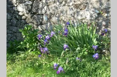 a bunch of purple flowers in front of a stone wall at Casa da Labaceira in Santo Tomé