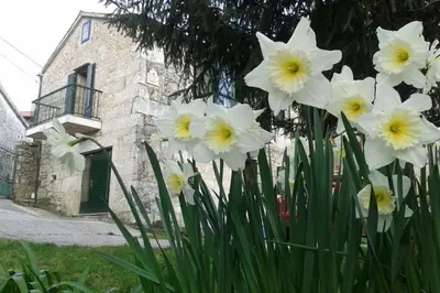a bunch of white flowers in front of a building at Casa da Labaceira in Santo Tomé