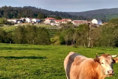a brown cow standing in a field of green grass at Casa da Labaceira in Santo Tomé