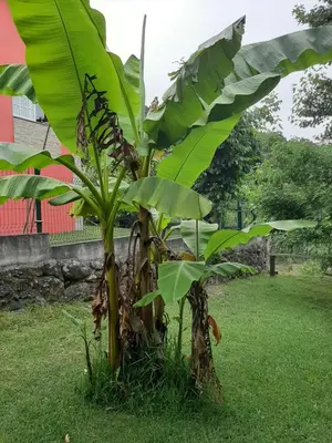 a banana tree with large green leaves on the grass at Casa da mestre in Crecíente