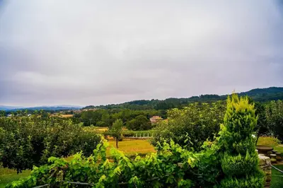 a view of a bunch of grapes in a field at O Yunque - Casa Ferrador (Ribeira Sacra) in Sober