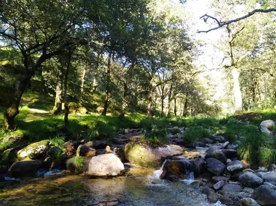a stream of water with rocks in a forest at O XARDÍN DA FRAGA in A Lama