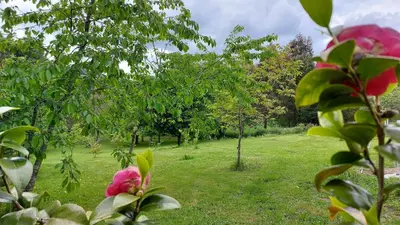 a field of grass with trees and pink roses at A Casa dos Avós - Vilariño - A Coruña in Vilariño