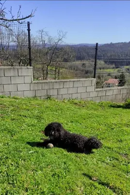 a black dog laying on the grass in a field at Casa rural La casilla de Ois-Betanzos-A Coruña in Coirós