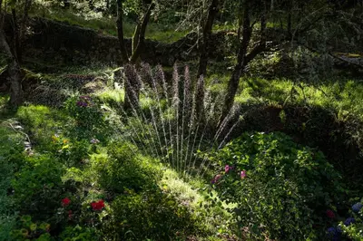 a garden with flowers and plants in the grass at Casa de lujo en la Ribeira Sacra in Acova