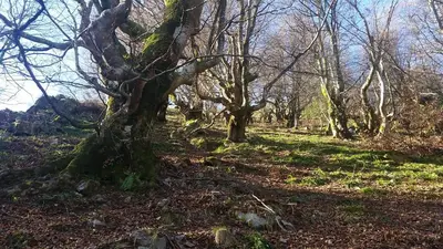 a tree in the middle of a forest at CASA MUNIELLOS in Cangas del Narcea